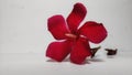 Red colored flower with five petals looks beautiful