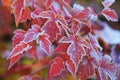 Red colored frosetd leaves of Physocarpus opulifolius diabolo Royalty Free Stock Photo