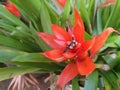 Red colored Guzmania lingulata flower close up view outdoor Royalty Free Stock Photo