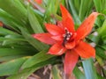Red colored Guzmania lingulata flower close up view outdoor Royalty Free Stock Photo