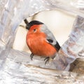 Red-colored Male of Eurasian Bullfinch Pyrrhula pyrrhula close-up portrait at bird feeder, selective focus, shallow DOF Royalty Free Stock Photo