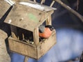 Red-colored Male of Eurasian Bullfinch Pyrrhula pyrrhula, close-up portrait at bird feeder, selective focus, shallow DOF Royalty Free Stock Photo