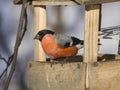 Red-colored Male of Eurasian Bullfinch Pyrrhula pyrrhula, close-up portrait at bird feeder, selective focus, shallow DOF Royalty Free Stock Photo