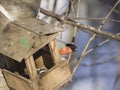 Red-colored Male of Eurasian Bullfinch Pyrrhula pyrrhula, close-up portrait at bird feeder, selective focus, shallow DOF Royalty Free Stock Photo