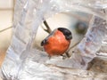 Red-colored Male of Eurasian Bullfinch Pyrrhula pyrrhula close-up portrait at bird feeder, selective focus, shallow DOF Royalty Free Stock Photo