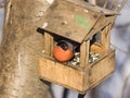 Red-colored Male of Eurasian Bullfinch Pyrrhula pyrrhula, close-up portrait at bird feeder, selective focus, shallow DOF Royalty Free Stock Photo