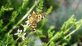 Red butterfly on mountain flowers