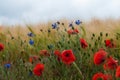 Red Colored Poppy Fields