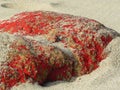 Red colored rock on the beach covered with sand Royalty Free Stock Photo