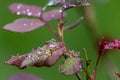 Red colored rose leaves with wet dewdrops from early spring rain Royalty Free Stock Photo