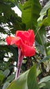 Red colored scarlet canna lily flowers