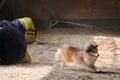 Red colored sheltie dog runs out of tunnel and sand flies from under its paws. Speed and agility, sports. Shetland Shepherd Dog. Royalty Free Stock Photo