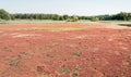 Red colored soil of a nature reserve