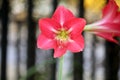 Red colored Striped Barbados lily (Hippeastrum striatum) in bloom : (pix Sanjiv Shukla) Royalty Free Stock Photo