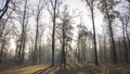 Red and colorful autumn colors in the beech forest in the fog Royalty Free Stock Photo