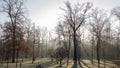 Red and colorful autumn colors in the beech forest in the fog Royalty Free Stock Photo