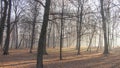 Red and colorful autumn colors in the beech forest in the fog Royalty Free Stock Photo