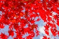 Red colorful autumnal maple leaves, blue sky background Royalty Free Stock Photo