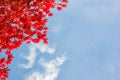 Red colorful autumnal maple leaves, blue sky background with copy space Royalty Free Stock Photo