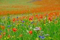 Red colorful common poppies in foreground of a large field full of wildflowers blooming in summer in Germany