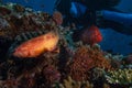 Red colorful grouper isolated on indian ocean reef Royalty Free Stock Photo