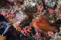 Red colorful grouper isolated on indian ocean reef Royalty Free Stock Photo