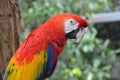 Red colorful parrot on the branch of tree Royalty Free Stock Photo