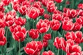 Red colorful tulips, bright flowers, blooming in the garden park. Natural spring background