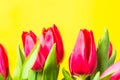 Red colorful tulips flowers in a row on yellow background with free space. Mothersday or spring concept. Royalty Free Stock Photo