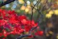 Crimson color fall foliage detail maple leaves. Bokeh Royalty Free Stock Photo