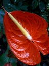 Red colour anthurium flower colourful