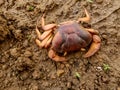 Red colour crab on graund shell fish , animal , wild life. Selective focus on subject