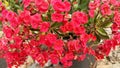Red colour Dimapur euphobia plant
