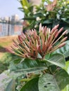 The red colour flower in city garden