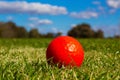 A red colour golf ball on the grass closeup Royalty Free Stock Photo