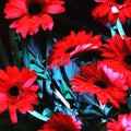 Red and Beautiful Gerbera Flowers