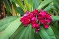 Red colour of Plumeria flowers Royalty Free Stock Photo