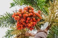 Red colour Sealing wax palm Fruit