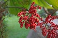 The red colour sealing wax palm fruits, Cyrtostachys renda, growing in a garden. Beautiful red berries on a palm tree