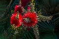 Close up view of bottle brush Callistemon flower which is nati