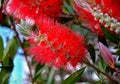 Close up view of bottle brush Callistemon flower which is nati