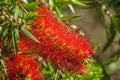 Close up view of bottle brush Callistemon flower which is nati