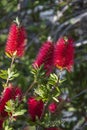 A red colour spiky bottlebrush bush Callistemon