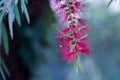 A red colour spiky bottlebrush bush Callistemon ,Sydney,Australia