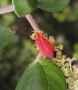 Red coloured beetle sitting on a leaf stem