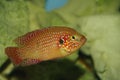 Red coloured Cichlid