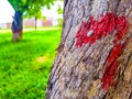 Red coloured digit seven marked on the stem of a tree