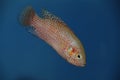 Red coloured female Cichlid