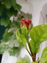 Red coloured Flower with green leaves Royalty Free Stock Photo