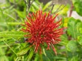 Red coloured flower having plenty of spike-like buds are about to bloom